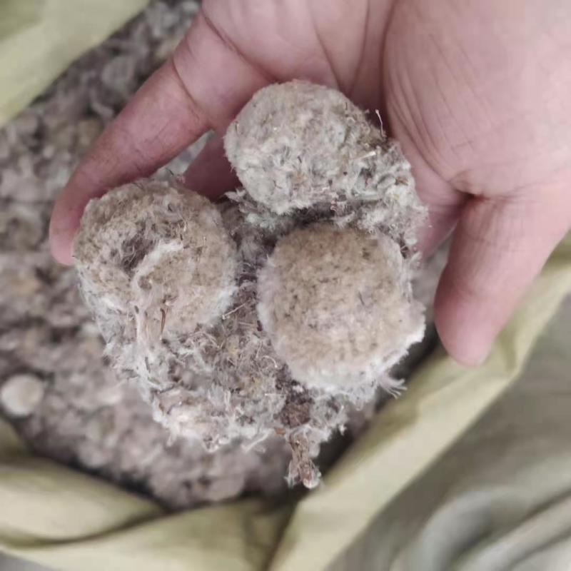 雪莲花各种规格可搭配多品种采购大货联系客服