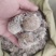 雪莲花各种规格可搭配多品种采购大货联系客服