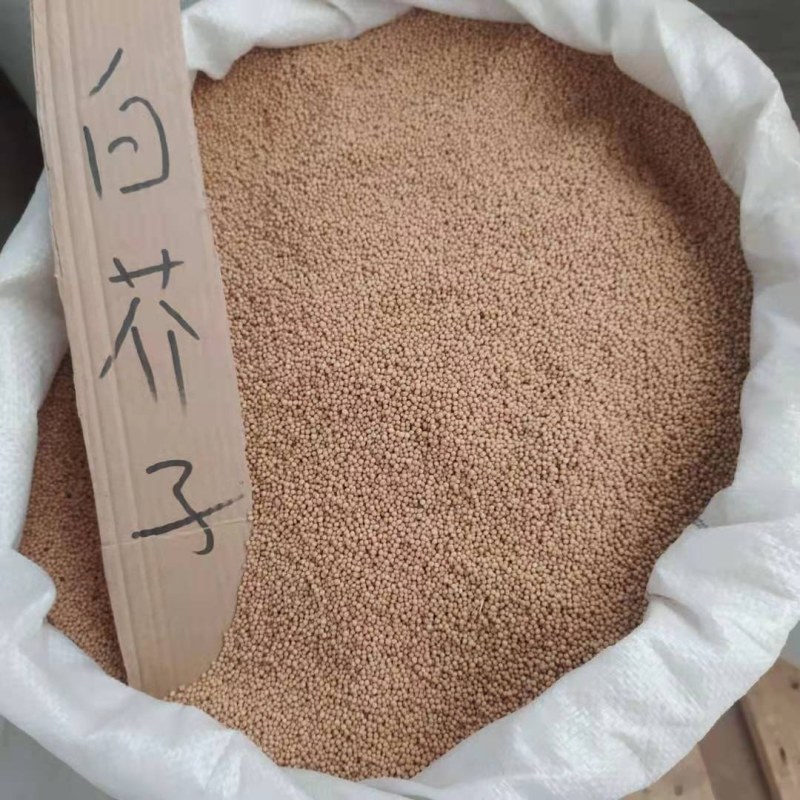 白芥子产地直供支持线上交易可搭配多品种采购大货联系