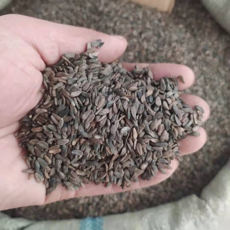牛子牛蒡子支持线上交易可搭配多品种采购大货联系客