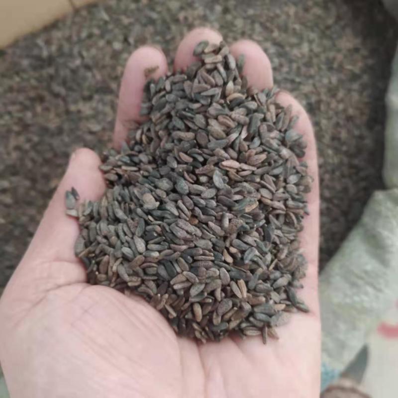 牛子牛蒡子支持线上交易可搭配多品种采购大货联系客