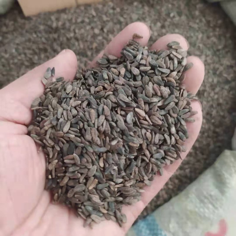 牛子牛蒡子支持线上交易可搭配多品种采购大货联系客