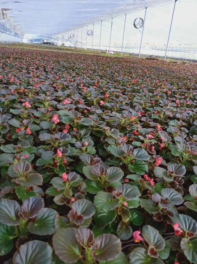 环流风机种植通风内循环
