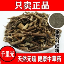 千里光中药材九里明九里光中草药野生千里及