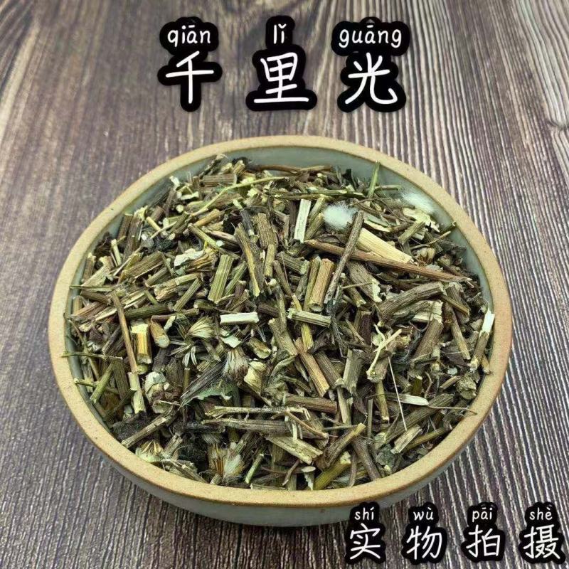 千里光中药材九里明九里光中草药野生千里及