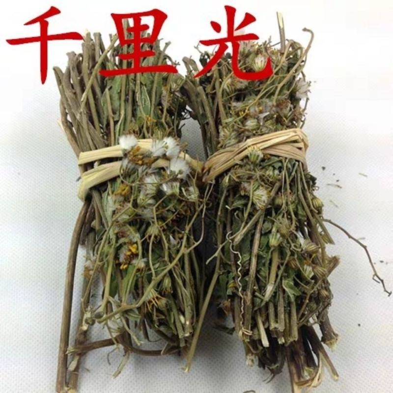 千里光中药材九里明九里光中草药野生千里及