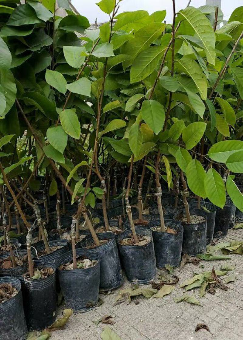 释迦果树苗释迦果苗嫁接凤梨释迦果苗南方种植当年结果苗