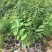 释迦果树苗释迦果苗嫁接凤梨释迦果苗南方种植当年结果苗