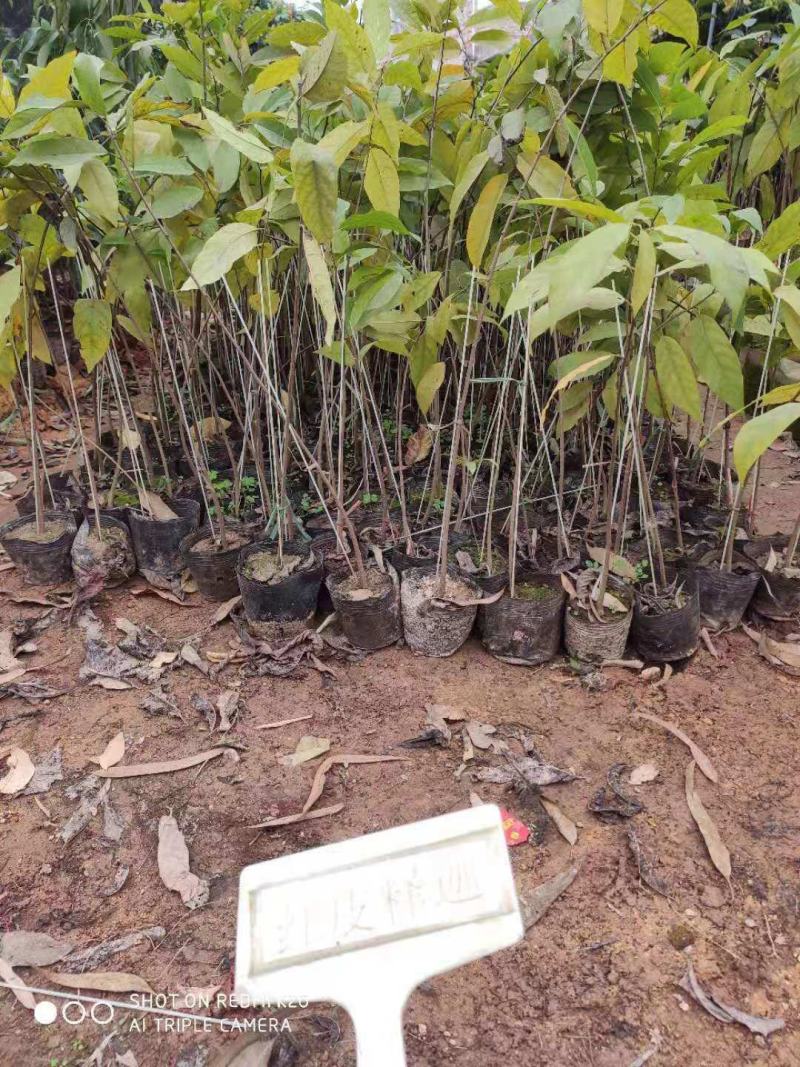 释迦果树苗释迦果苗嫁接凤梨释迦果苗南方种植当年结果苗