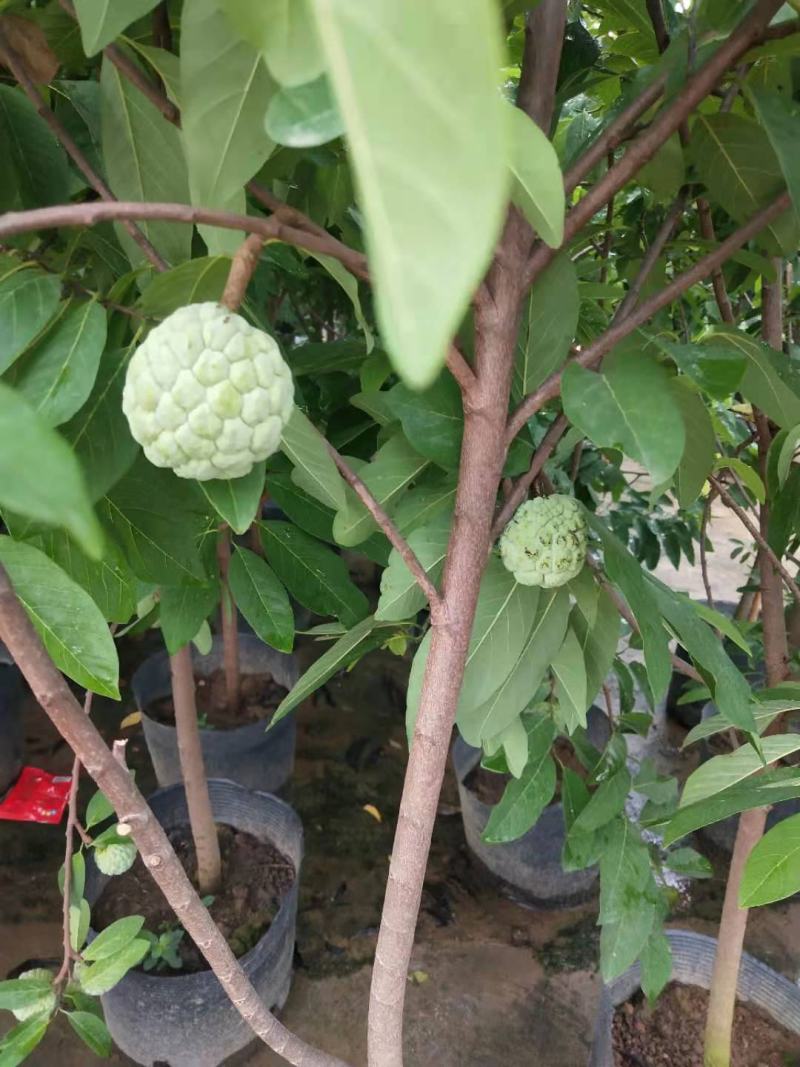 释迦果树苗释迦果苗嫁接凤梨释迦果苗南方种植当年结果苗