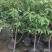 释迦果树苗释迦果苗嫁接凤梨释迦果苗南方种植当年结果苗