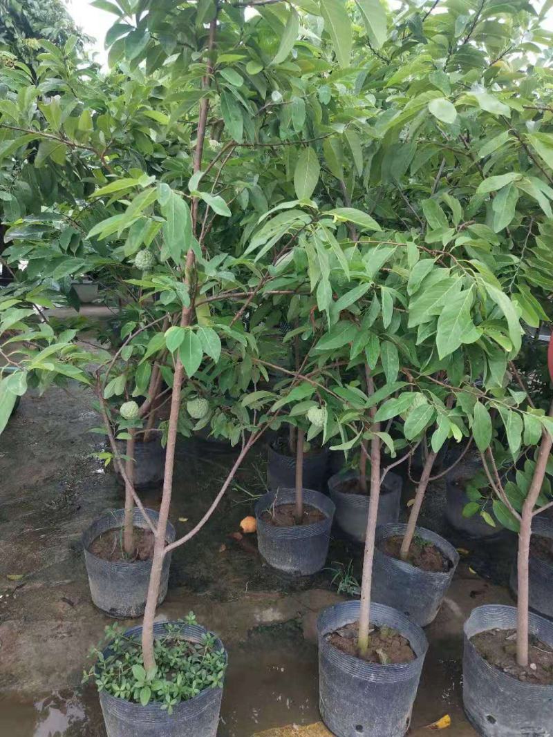 释迦果树苗释迦果苗嫁接凤梨释迦果苗南方种植当年结果苗
