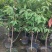 释迦果树苗释迦果苗嫁接凤梨释迦果苗南方种植当年结果苗