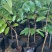 释迦果树苗释迦果苗嫁接凤梨释迦果苗南方种植当年结果苗