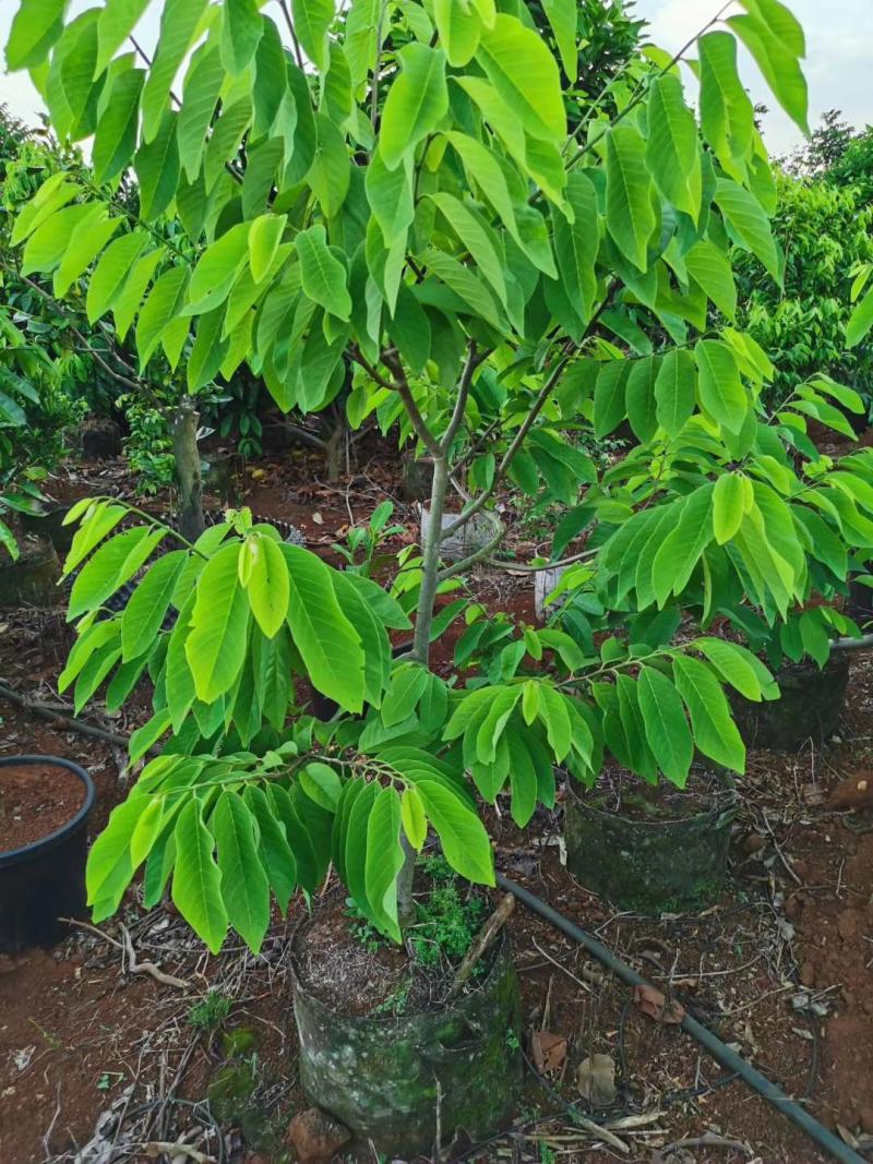 释迦果树苗释迦果苗嫁接凤梨释迦果苗南方种植当年结果苗