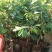 释迦果树苗释迦果苗嫁接凤梨释迦果苗南方种植当年结果苗
