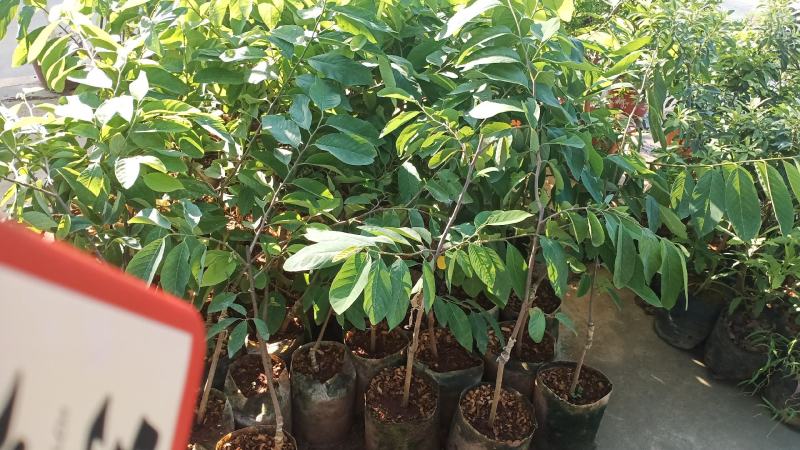 释迦果树苗释迦果苗嫁接凤梨释迦果苗南方种植当年结果苗