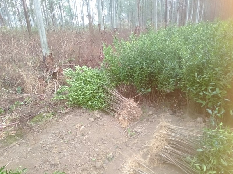 红橘小苗包邮红橘实生苗广西桂林产地直销包邮
