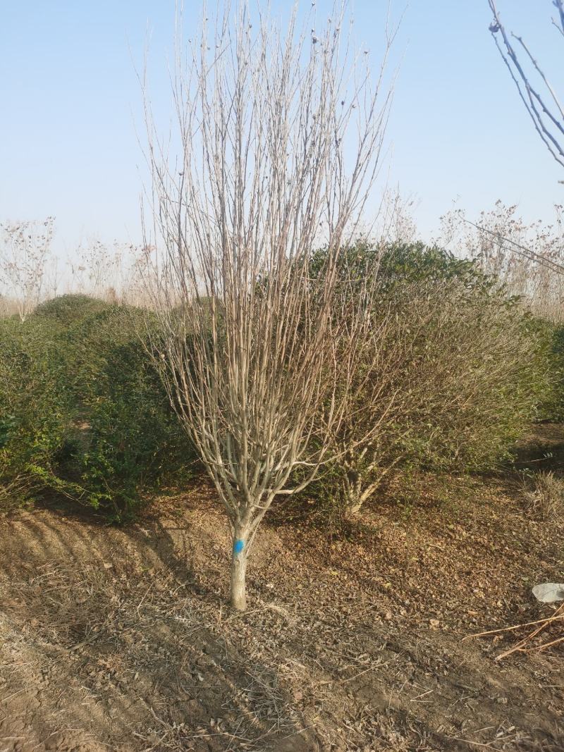 独杆木槿、丛生木槿、基地直供有需要的联系我