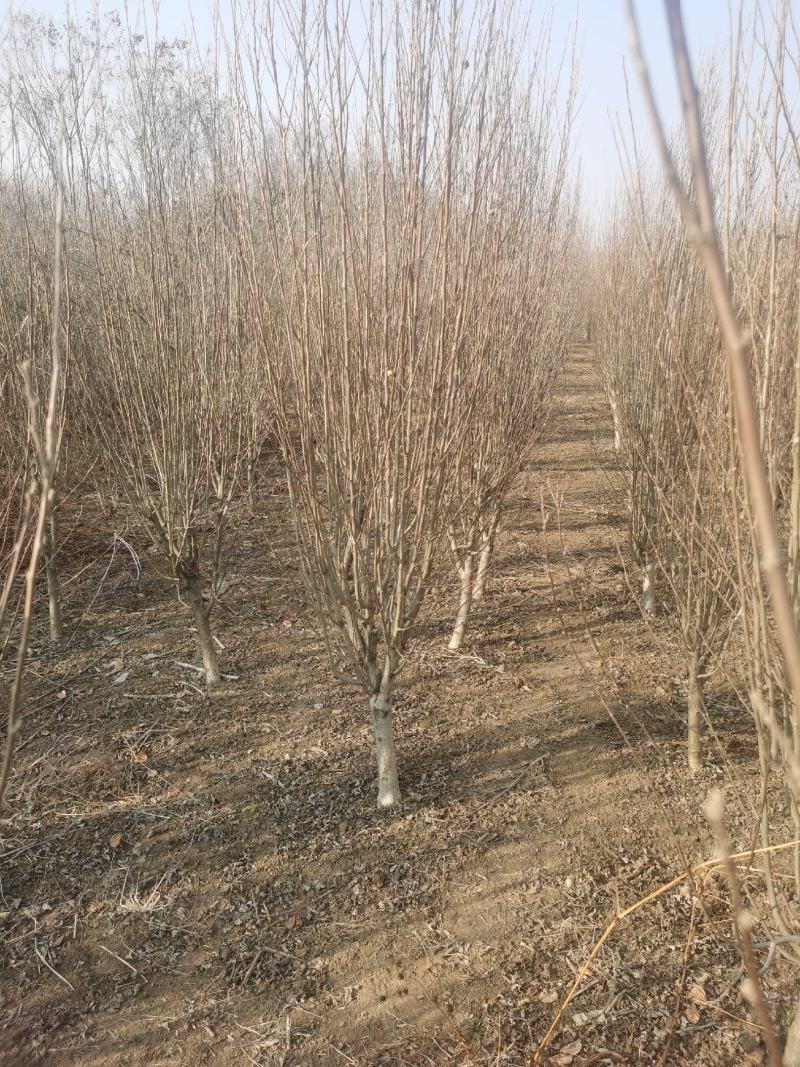 独杆木槿、丛生木槿、基地直供有需要的联系我