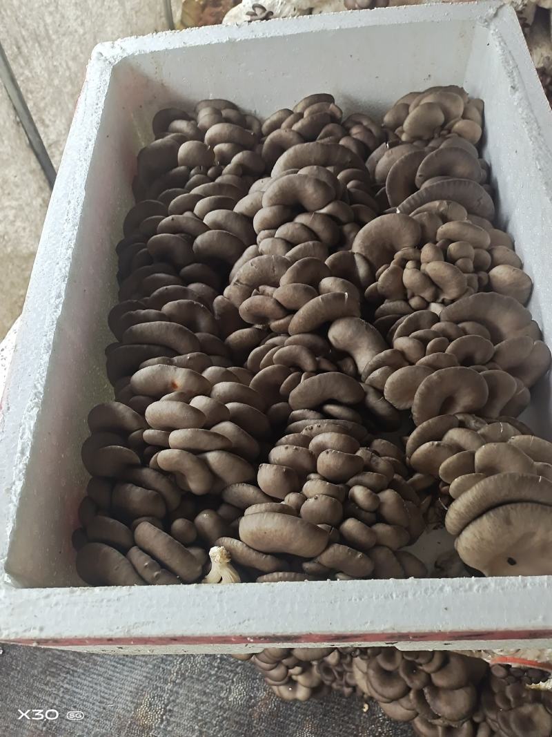 长期供应精品优质黑平菇