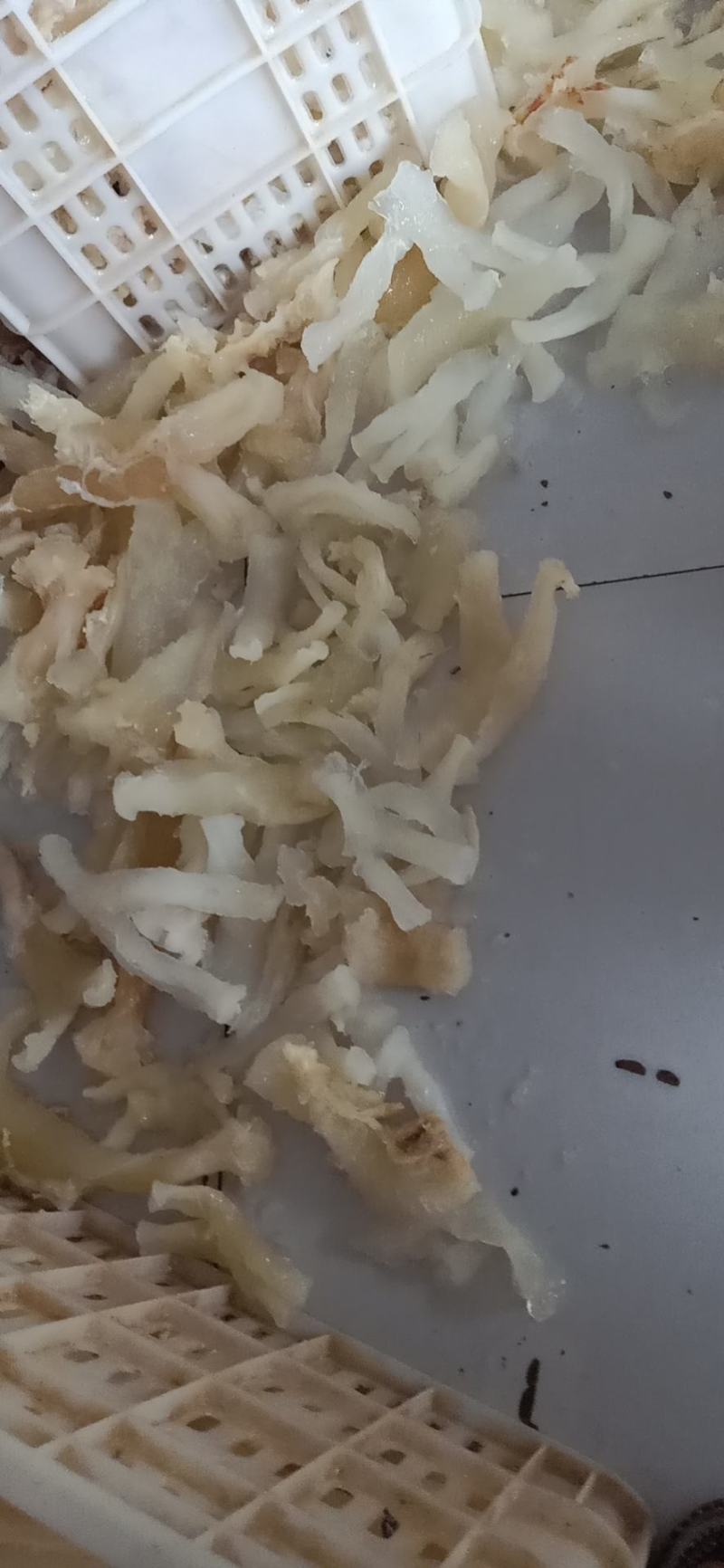 牛蹄筋副筋水发厂家直供，一手货源