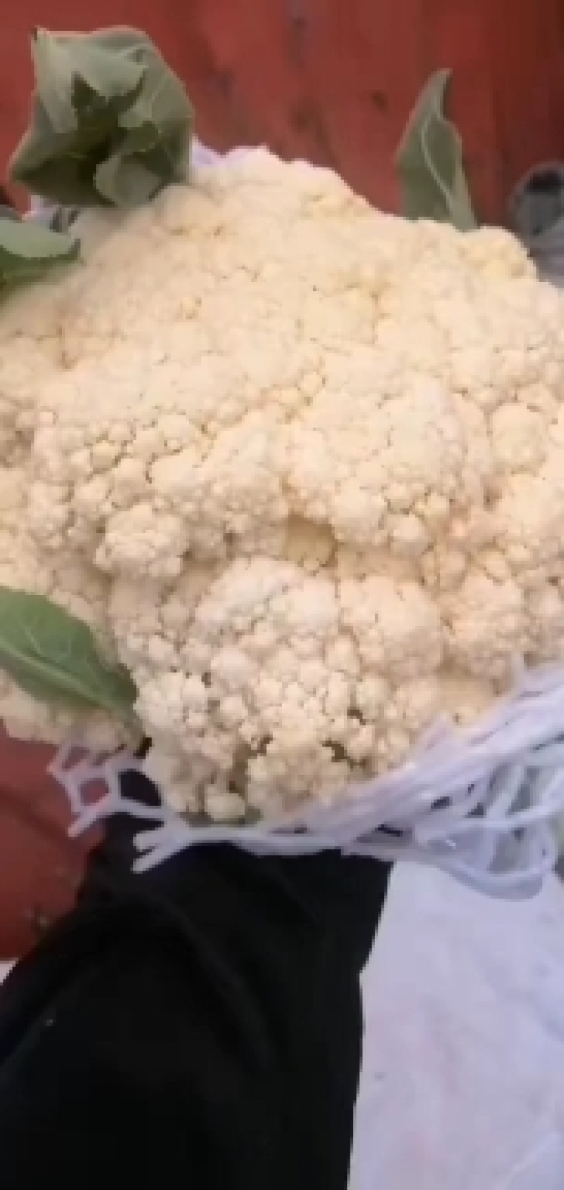 河北精品松花有机花菜白面青梗大量上市产地直供质量保证