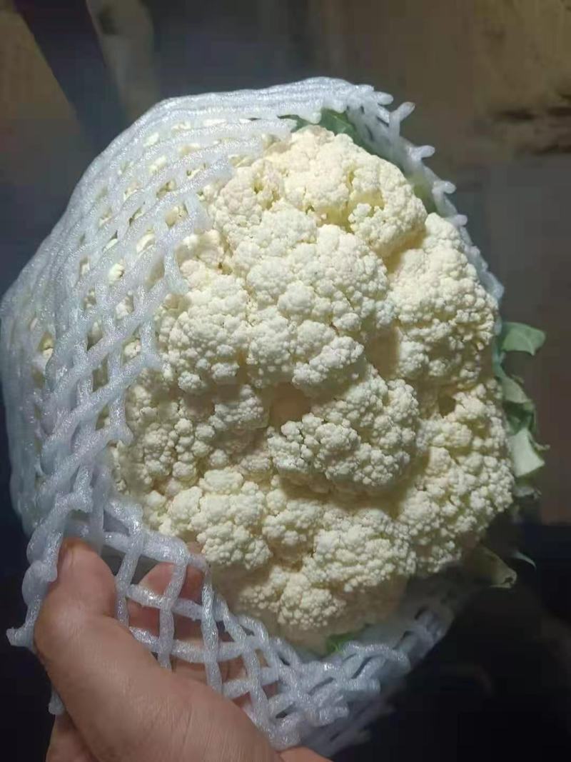 河北精品松花有机花菜白面青梗大量上市产地直供质量保证