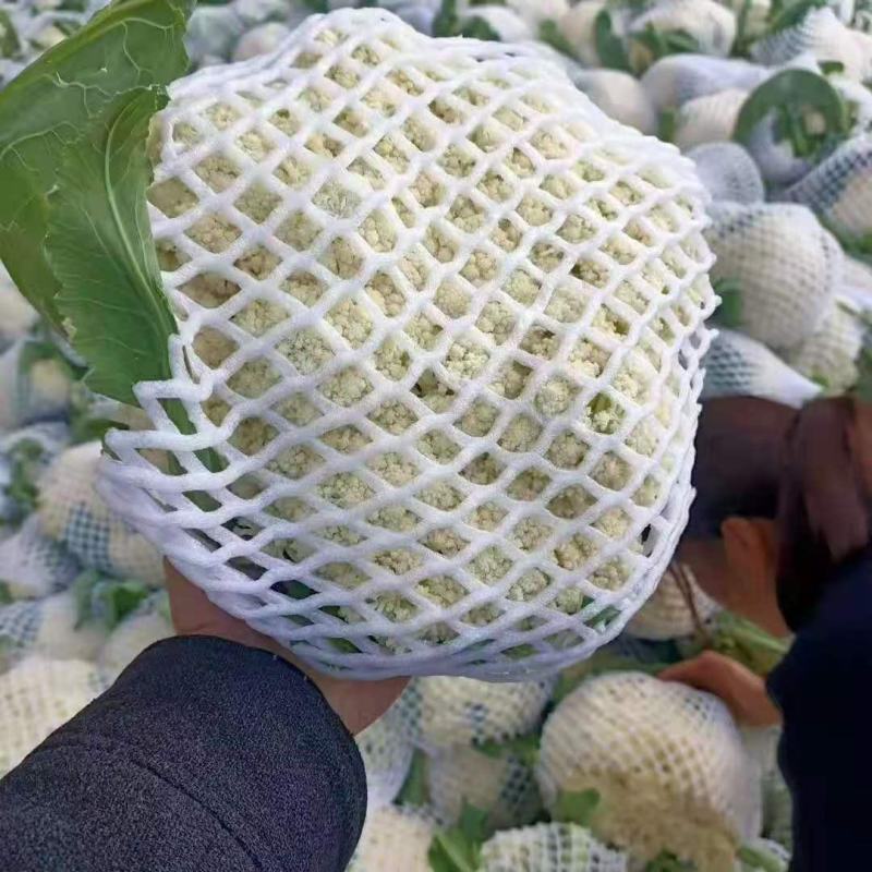 河北精品松花有机花菜白面青梗大量上市产地直供质量保证