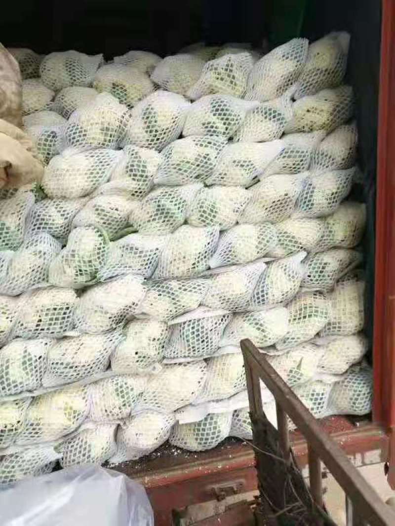 河北精品松花有机花菜白面青梗大量上市产地直供质量保证