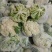 河北精品松花有机花菜白面青梗大量上市产地直供质量保证