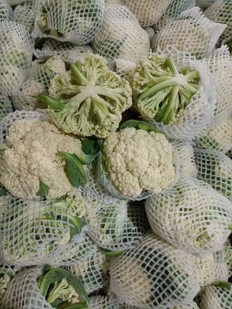 河北精品松花有机花菜白面青梗大量上市产地直供质量保证