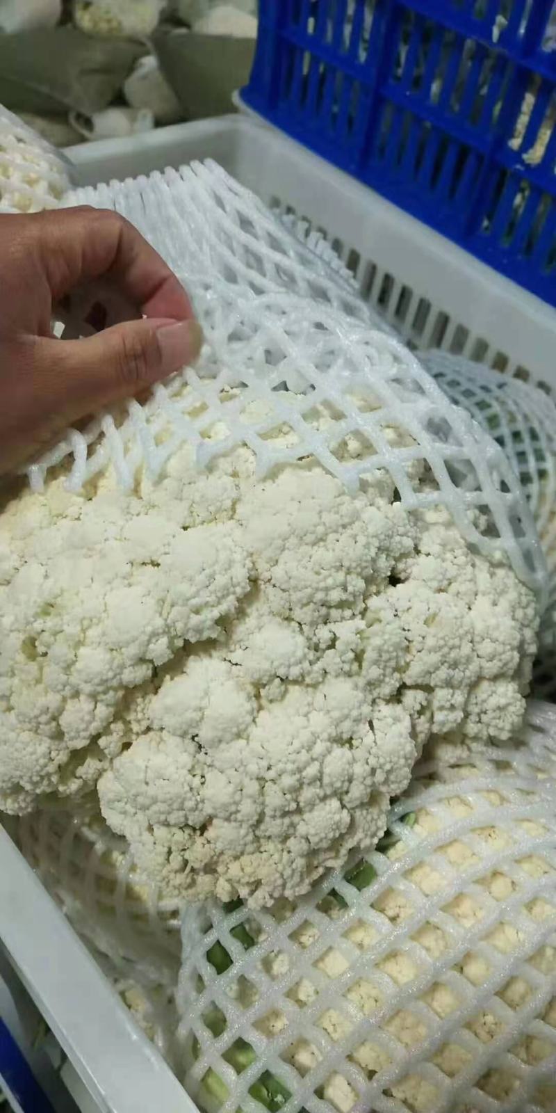 河北精品松花有机花菜白面青梗大量上市产地直供质量保证