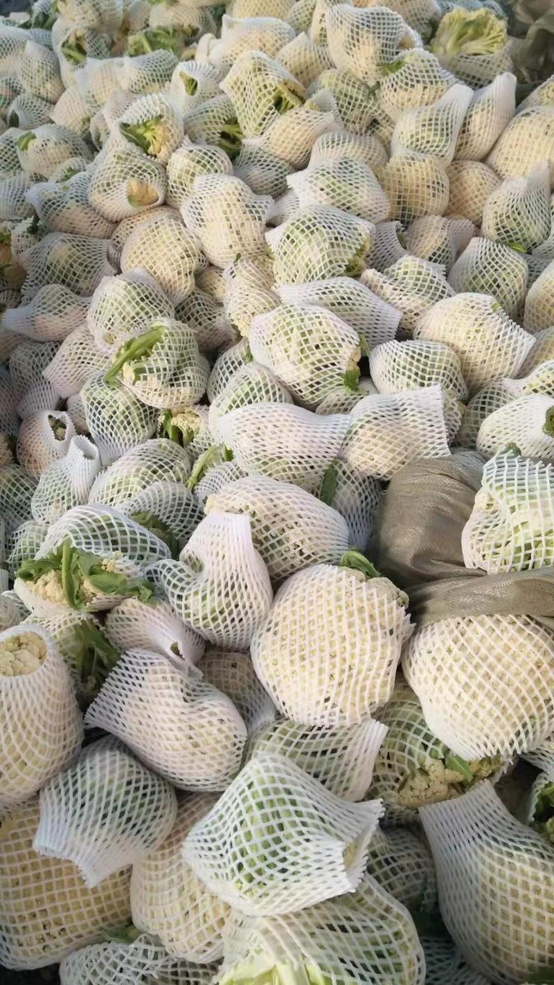 河北精品松花有机花菜白面青梗大量上市产地直供质量保证