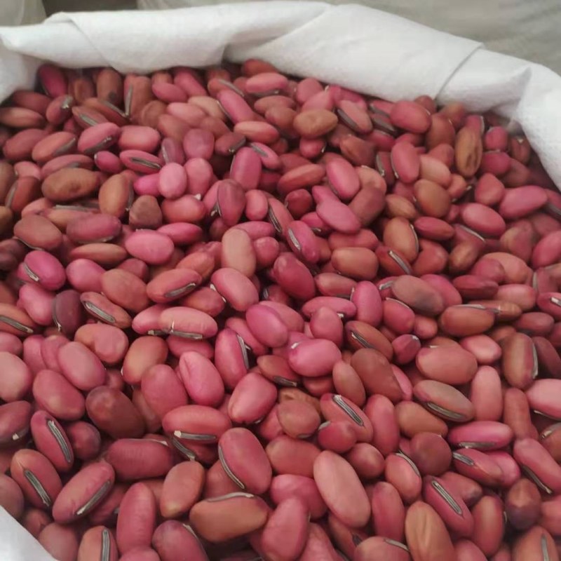 刀豆挟剑豆刀豆子大弋豆刀鞘豆刀巴豆马刀豆刀培豆