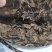 2012年福鼎高山老白茶(大白)
