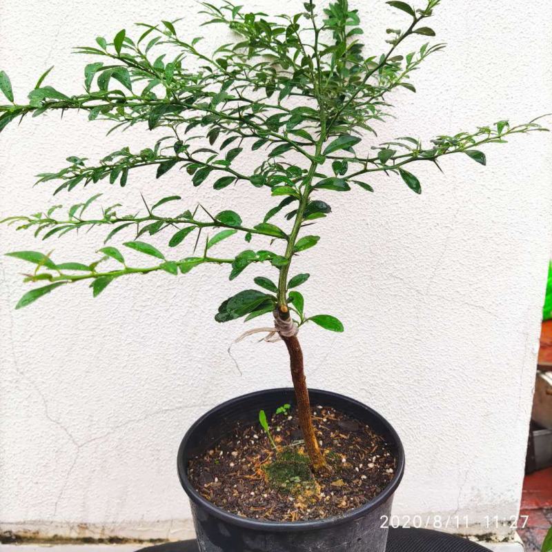 澳洲手指柠檬树苗新品种手指柠檬苗指橙苗鱼子酱柠檬苗盆栽