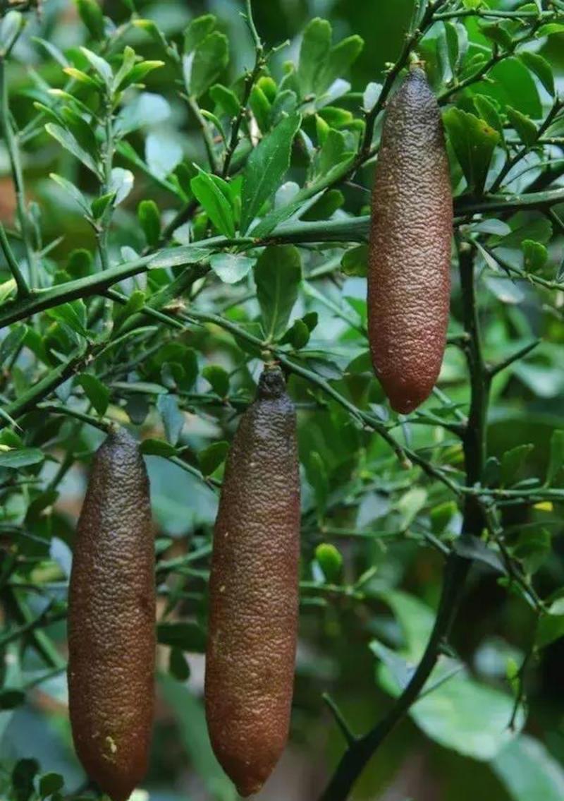澳洲手指柠檬树苗新品种手指柠檬苗指橙苗鱼子酱柠檬苗盆栽