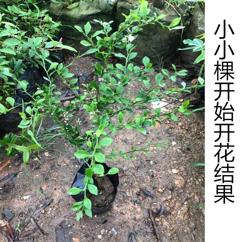 澳洲手指柠檬树苗新品种手指柠檬苗指橙苗鱼子酱柠檬苗盆栽