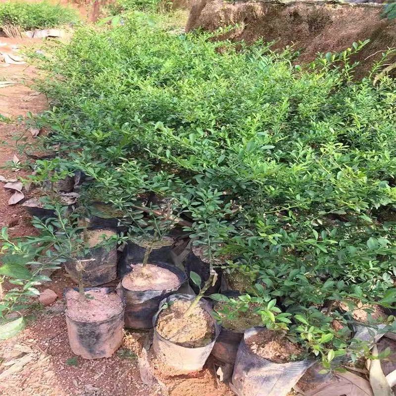 澳洲手指柠檬树苗新品种手指柠檬苗指橙苗鱼子酱柠檬苗盆栽