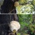 大兴安岭猴头菇干货特级野生猴头菌山猴头东北精选煲汤养好胃