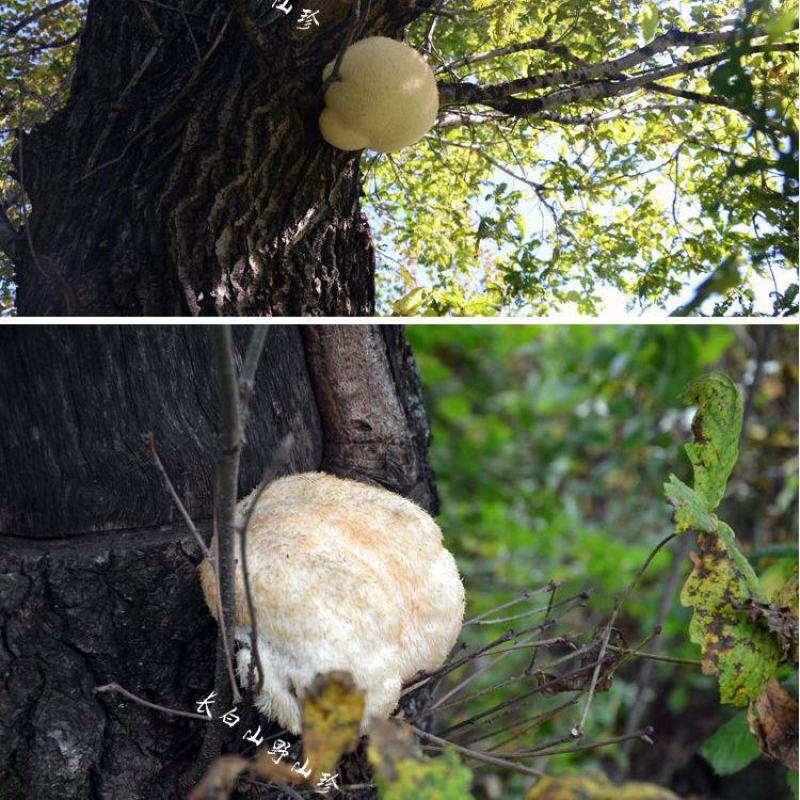 大兴安岭猴头菇干货特级野生猴头菌山猴头东北精选煲汤养好胃