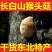 大兴安岭猴头菇干货特级野生猴头菌山猴头东北精选煲汤养好胃