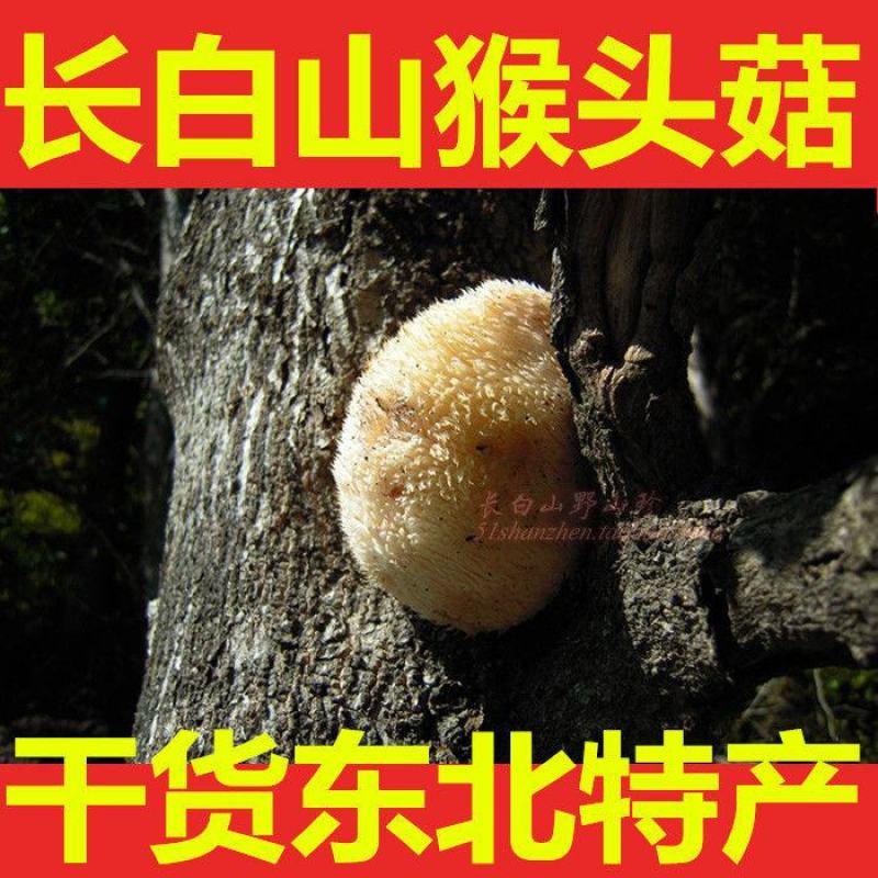 大兴安岭猴头菇干货特级野生猴头菌山猴头东北精选煲汤养好胃