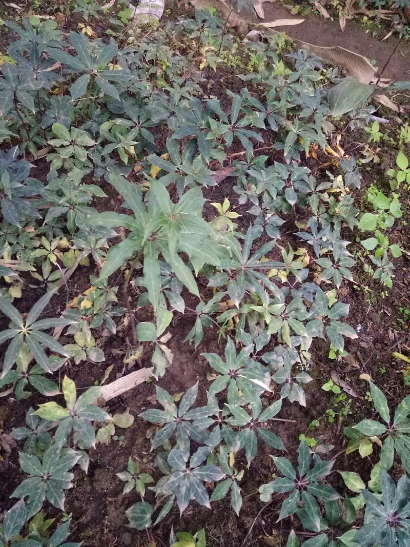 重楼，有重楼苗大的小的都有，成活率高看上的私聊