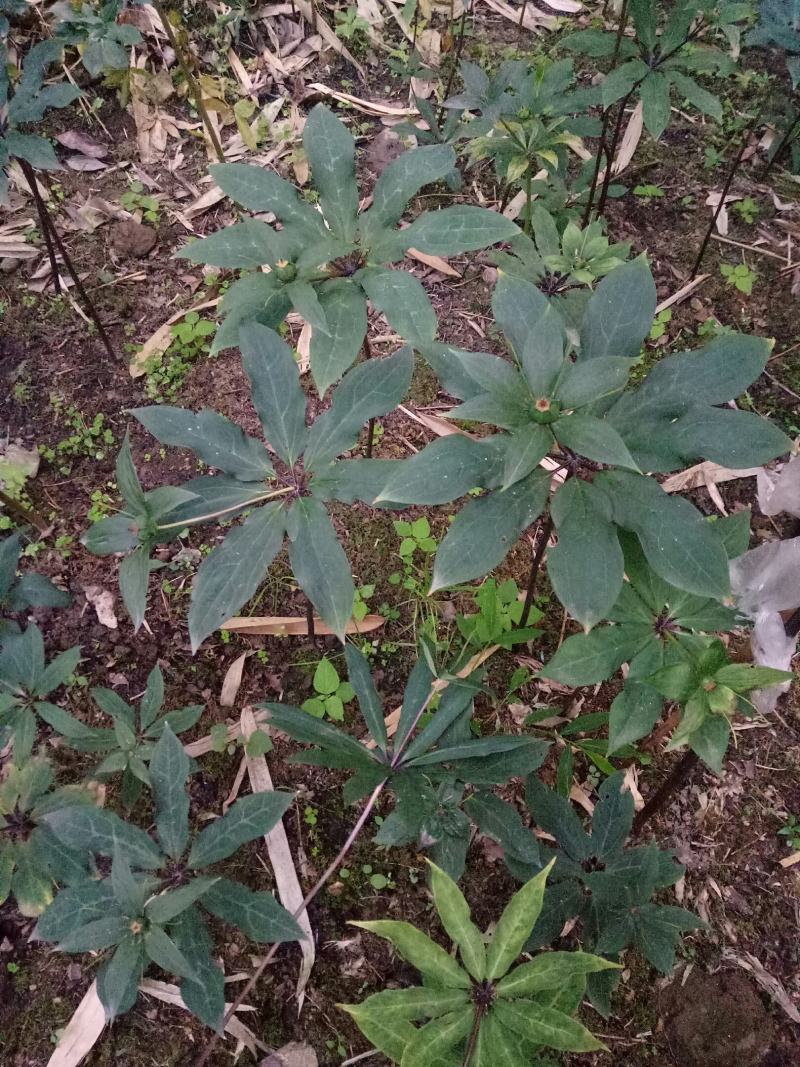 重楼，有重楼苗大的小的都有，成活率高看上的私聊