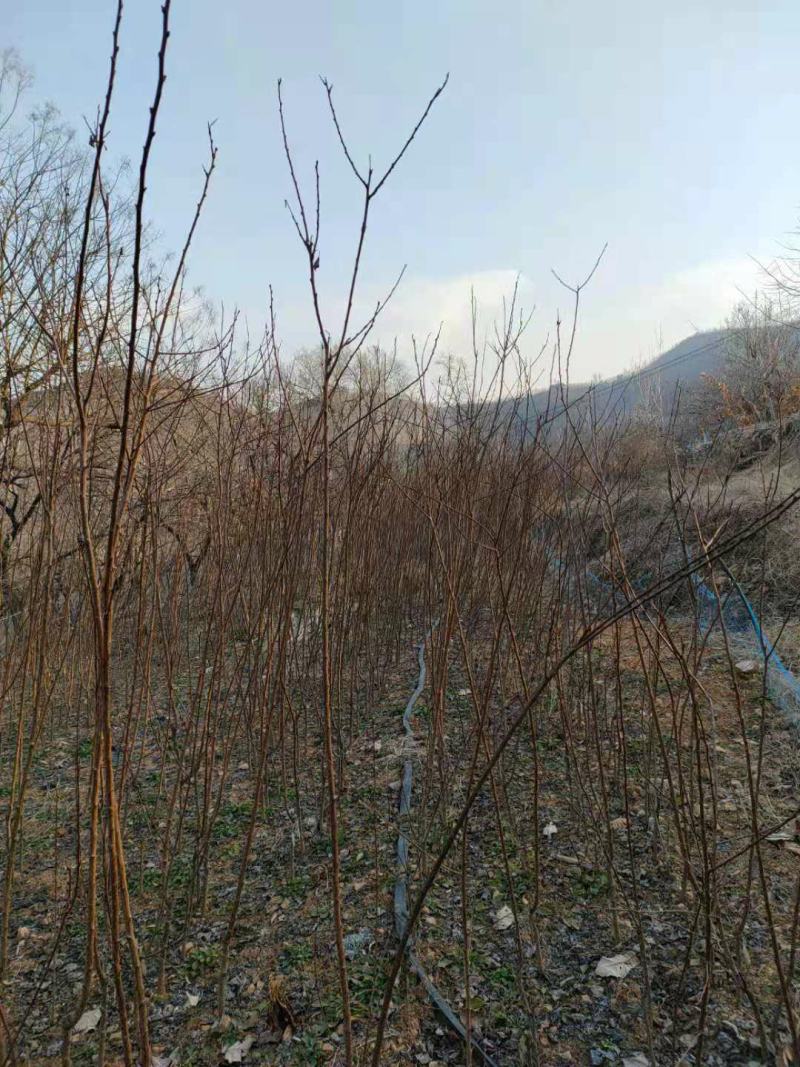 山东丰、园，红杏苗（自家，山杏苗嫁接，红根，苗圃直发