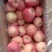 山东纸袋红富士苹果，果园现摘现发，口感清甜一手货源一条龙