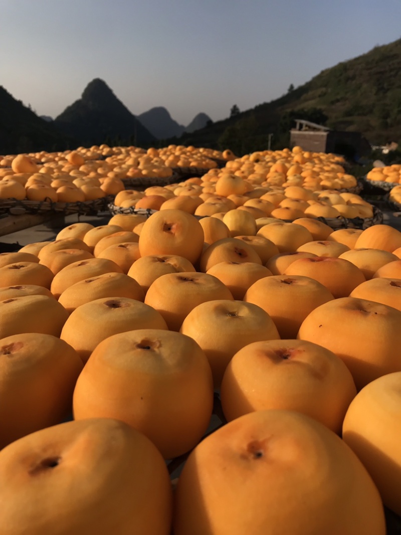 广西糖心吊柿饼软糯香甜原汁原味大量批发产地直发