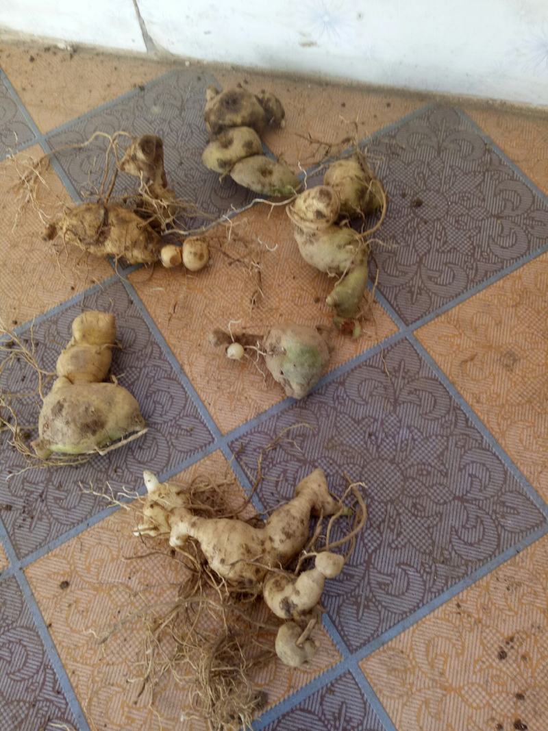 黄精，黄精鲜货，姜型多花黄精，货品有大有小，白花黄精